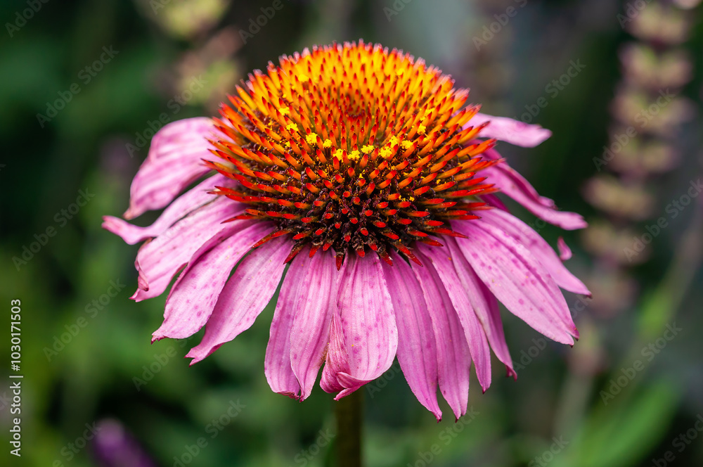 Close-up of a vibrant Echinacea flower with orange and pink petals in full bloom. Close-up of a vibrant Echinacea flower with orange and pink petals in full bloom.