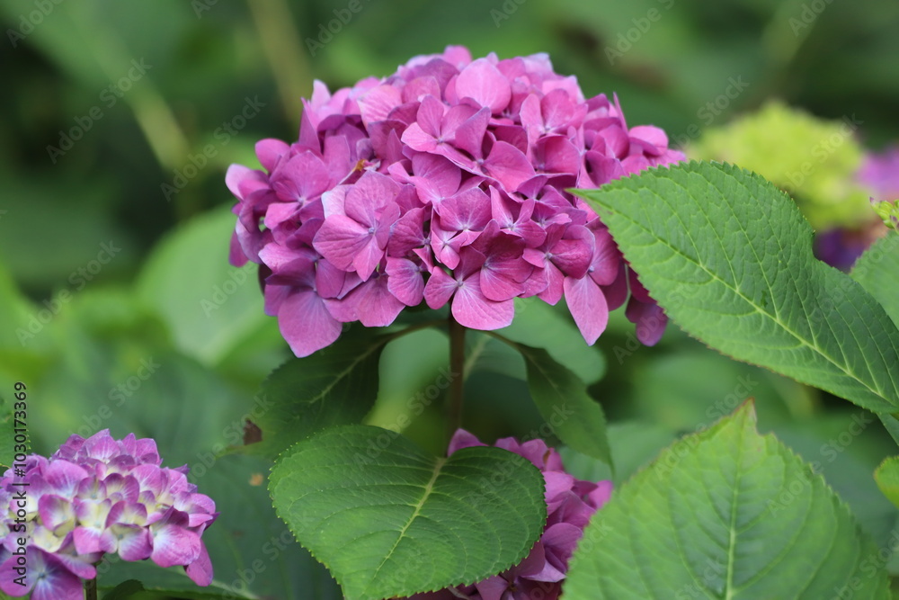 Hydrangea macrophylla. Pink blooming hydrangea, Hortensia flowers. Hydrangea macrophylla. Pink blooming hydrangea, Hortensia flowers.