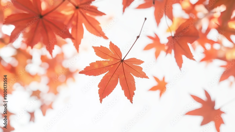 Autumn Maple Leaf Against White Background Fall Foliage Nature Season Red Leaf Autumn Maple Leaf Against White Background Fall Foliage Nature Season Red Leaf