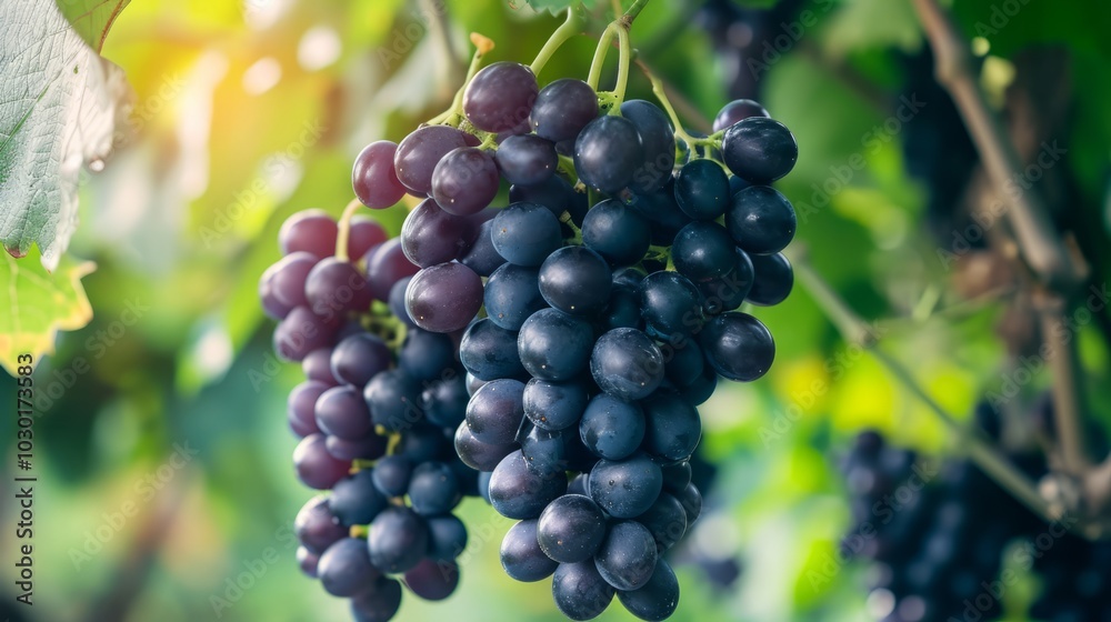 The Nutritional Powerhouse of Black Grapes: A Refreshing Beauty Syrup for Weight Loss and Detoxifica The Nutritional Powerhouse of Black Grapes: A Refreshing Beauty Syrup for Weight Loss and Detoxifica