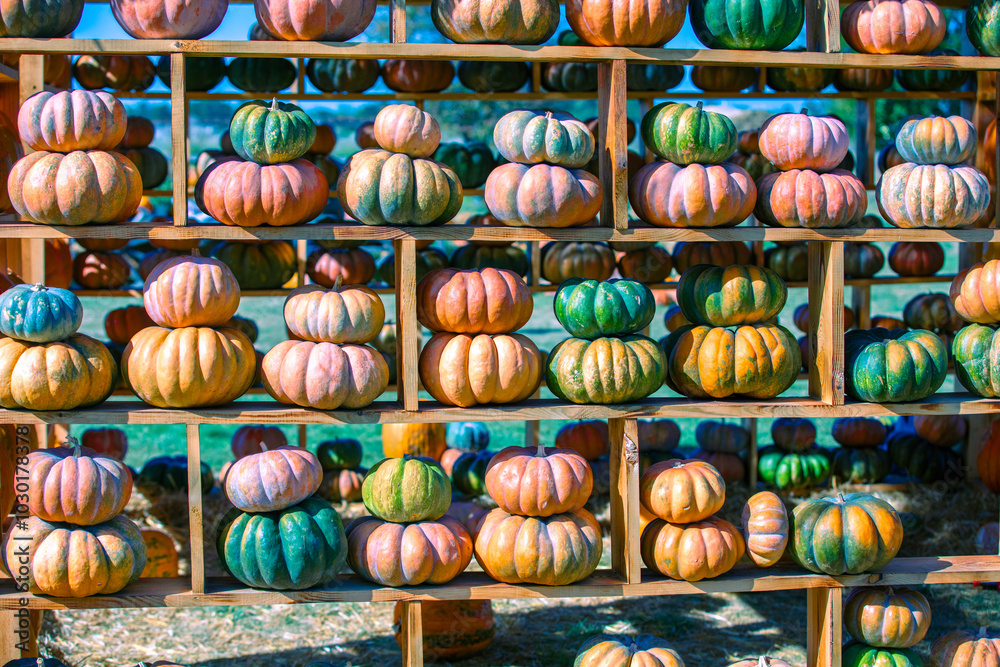 Pumpkins House wall. Halloween, Thanksgiving, autumn harvest background