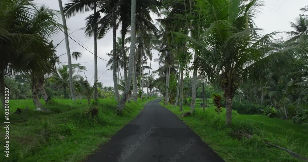 Lush pathway surrounded by an abundance of tropical palm trees in natures beauty Lush pathway surrounded by an abundance of tropical palm trees in natures beauty