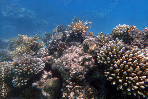 marine life in the Red Sea Egypt, hurghada