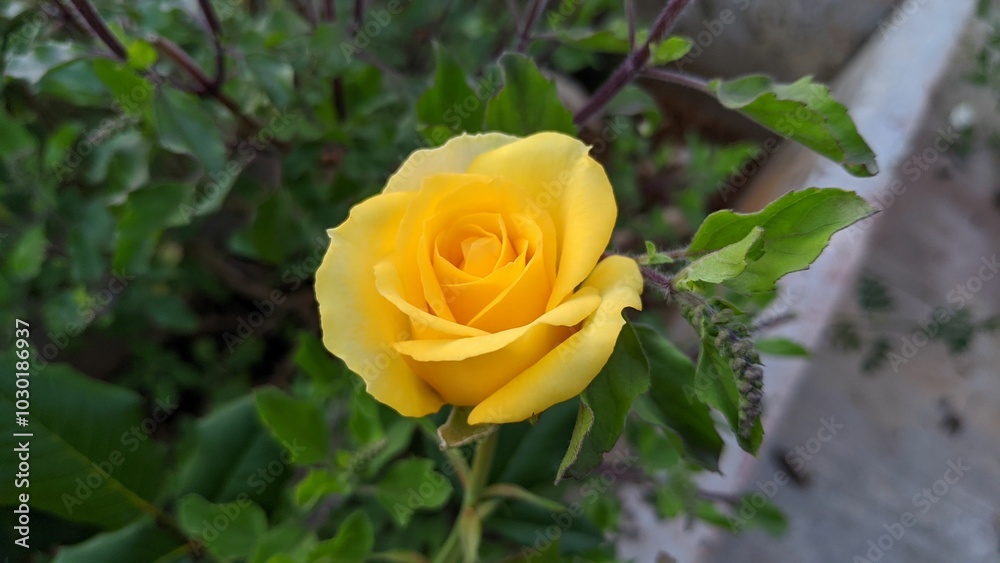 Yellow colored rose flower blooming in the garden in India Yellow colored rose flower blooming in the garden in India