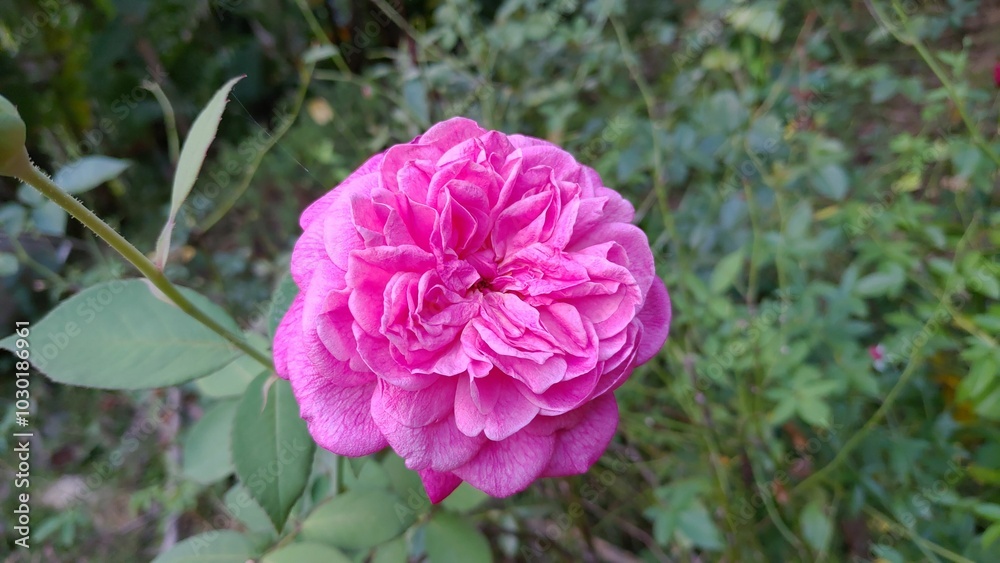 Pink colored rose flower blooming in the garden in India Pink colored rose flower blooming in the garden in India