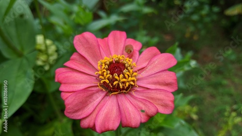 Beautiful pink colored flower blooming in the garden in India