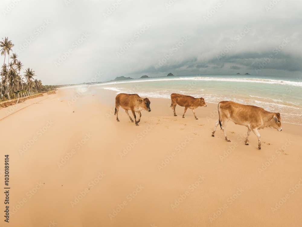 Cows strolling on a tropical beach Cows strolling on a tropical beach