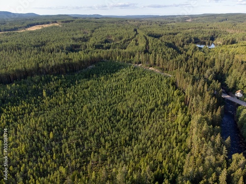 Aerial view of a vast pine forest under a clear blue sky with a  river in Brattfallet, Sweden photo