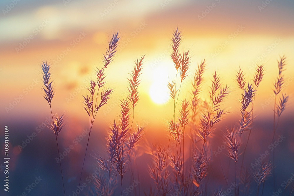 Golden sunset over tall grass swaying in the gentle evening breeze Golden sunset over tall grass swaying in the gentle evening breeze