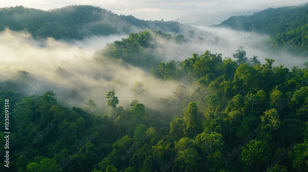 Fog rolling over a dense forest in the early morning