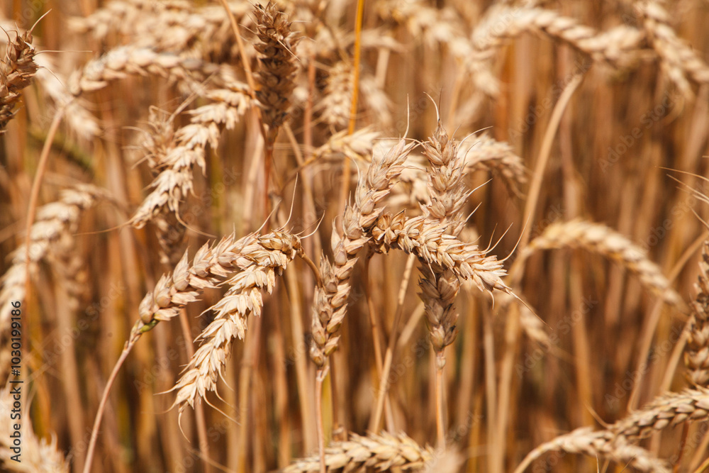 Rows of ripe wheat stand tall and golden, shimmering in the sunlight on a clear summer day, ready for harvest. Rows of ripe wheat stand tall and golden, shimmering in the sunlight on a clear summer day, ready for harvest.