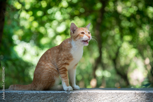 Outdoors, cat sitting on the ground photo