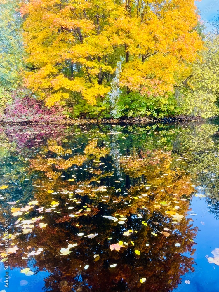 Autumn trees reflection on the water surface, pond in the park, beautiful autumn trees by the pond Autumn trees reflection on the water surface, pond in the park, beautiful autumn trees by the pond