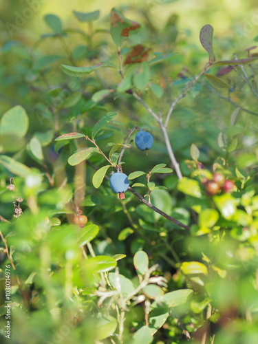 A close up of a bush with green leaves and blue berries. Concept of tranquility and natural beauty