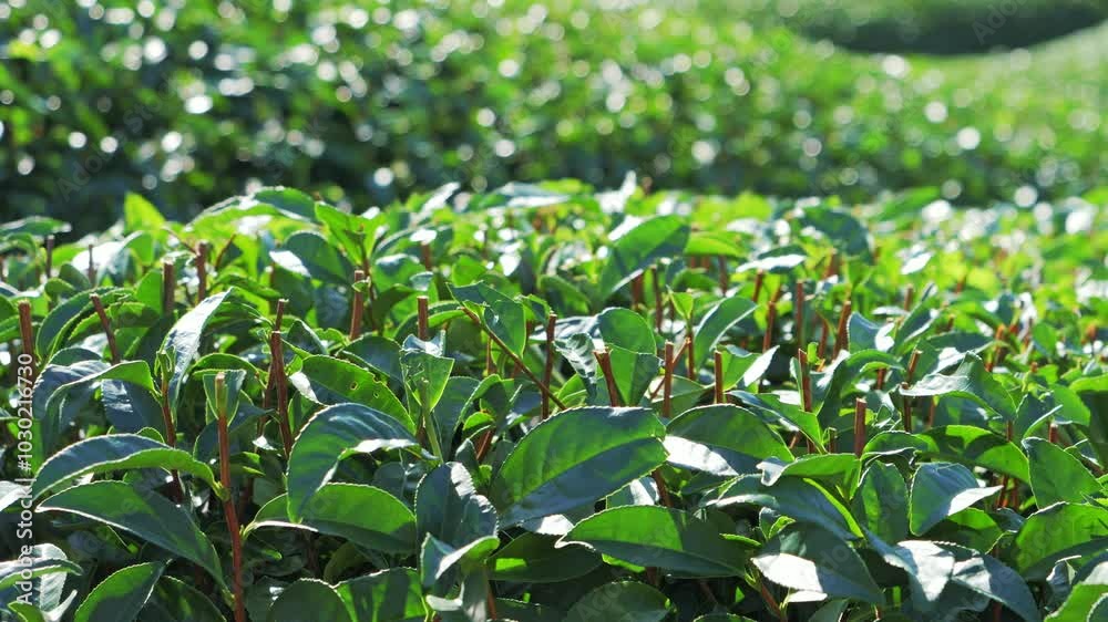 Young green tea leaves on organic farming Young green tea leaves on organic farming