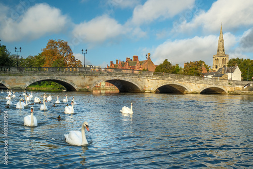 A group of Mute Swans on the River Great Ouse by the town bridge in the county town of Bedford in Bedfordshire, England and the spire of St Paul's Church photo