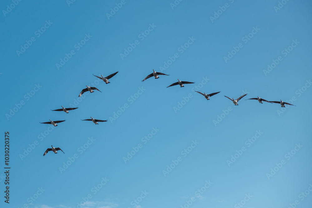 A wedge of twelve Canada Geese in flight against a blue sky in Bedford, England A wedge of twelve Canada Geese in flight against a blue sky in Bedford, England