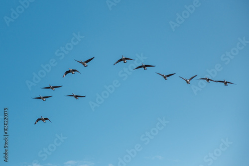 A wedge of twelve Canada Geese in flight against a blue sky in Bedford, England