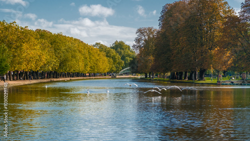 Fototapeta Naklejka Na Ścianę i Meble -  Mute swans flying over the river Great Ouse at the Embankment in the county town of Bedford in Bedfordshire, England with the Bedford Suspension Bridge in the distance