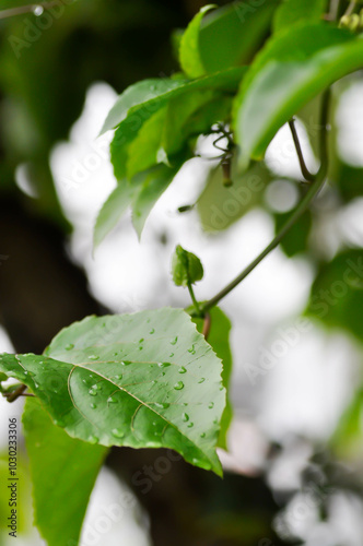 passion fruit plant, Passiflora edulis or Passionfruit or Maracuja or leaf of plant and rain drop photo