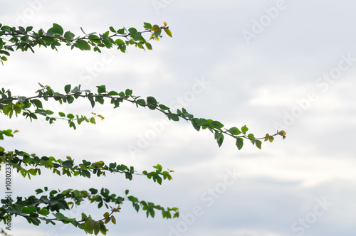 Pithecellobium dulce Roxb Benth., LEGUMINOSAE MIMOSOIDEAE and sky background photo