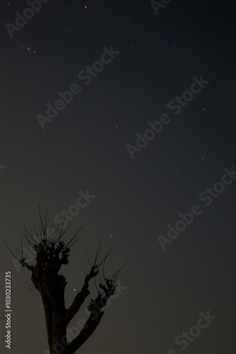 Dead Tree and Stars photo