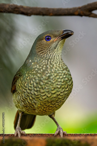 Female satin bowerbird photo