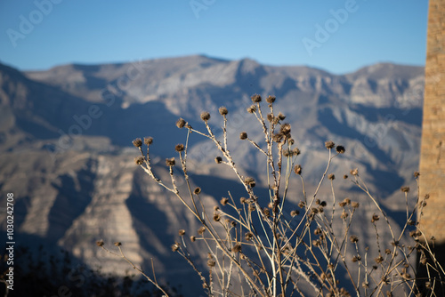 A dried grass bush in the mountains of Dagestan in the Caucasus photo