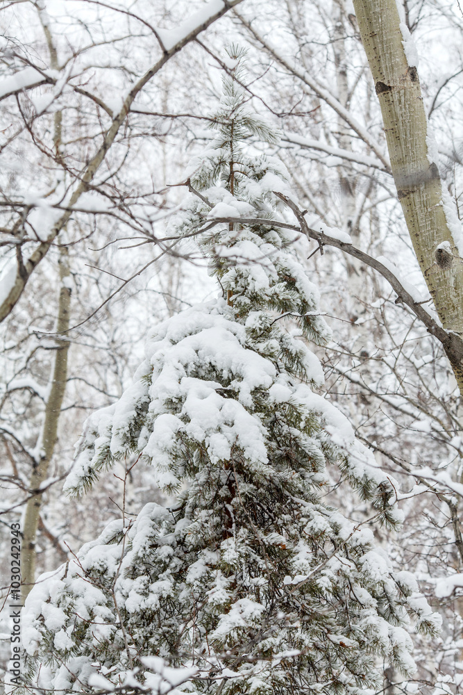 a snow-covered pine tree standing tall amidst a winter forest a snow-covered pine tree standing tall amidst a winter forest