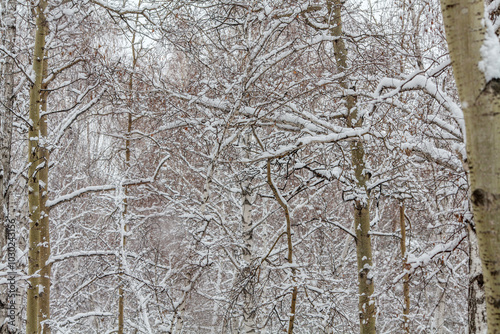 Fotografia a dense forest scene blanketed in fresh snow