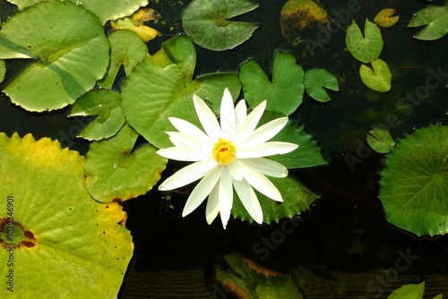 White lotus flower blooming and fish in the pond.