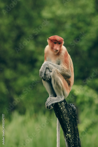 Sticker Proboscis monkey sitting on a tree stump in Borneo's lush rainforest during a tr