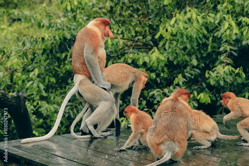 Borneo monkeys interact with each other on a wooden platform amidst the lush greenery during the day