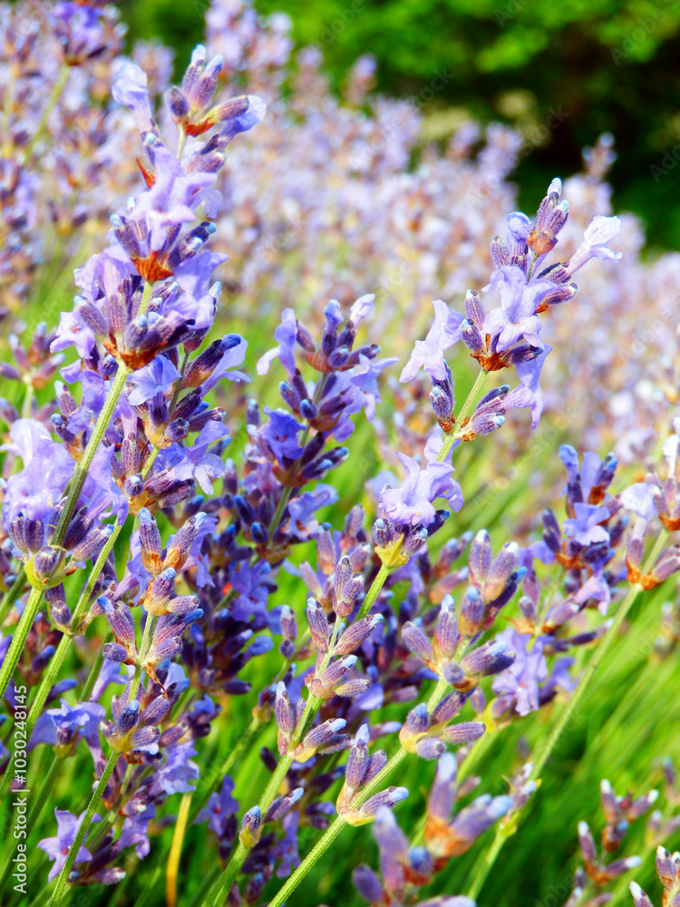 Naklejka premium color detail photography of blooming lavenders, field of lavender flowers