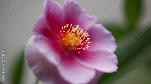 Delicate Pink Flower Blossom Close-Up