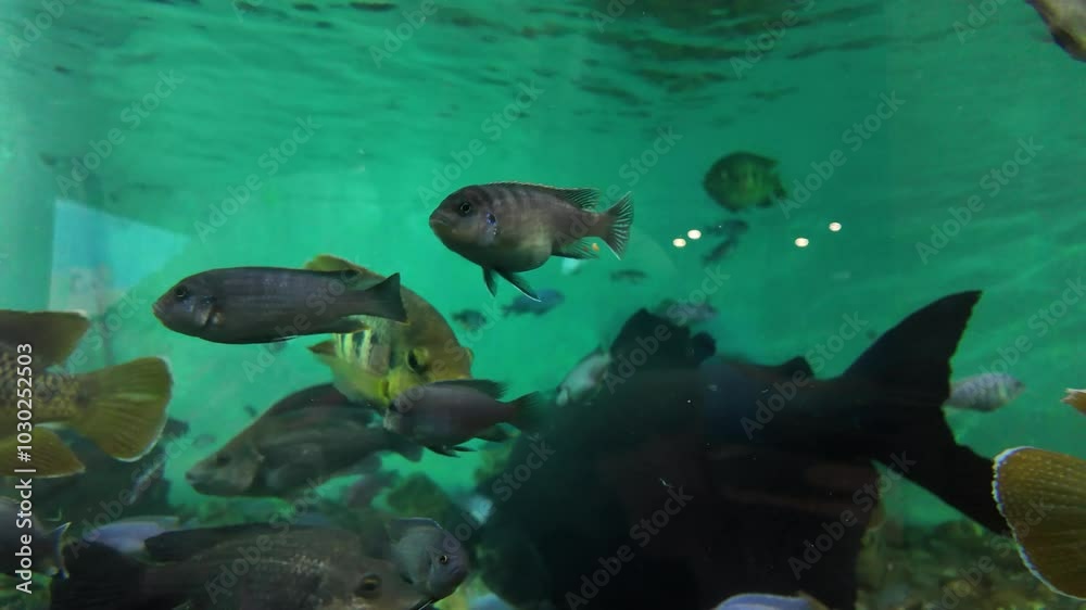 Aquário cheio de água cristalina. Várias espécies de peixes coloridos nadam graciosamente pelo tanque, criando uma exibição vibrante e dinâmica.