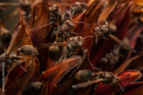 Brown paper wasps photo