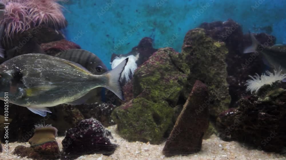 Aquário cheio de água cristalina. Várias espécies de peixes coloridos nadam graciosamente pelo tanque, criando uma exibição vibrante e dinâmica.