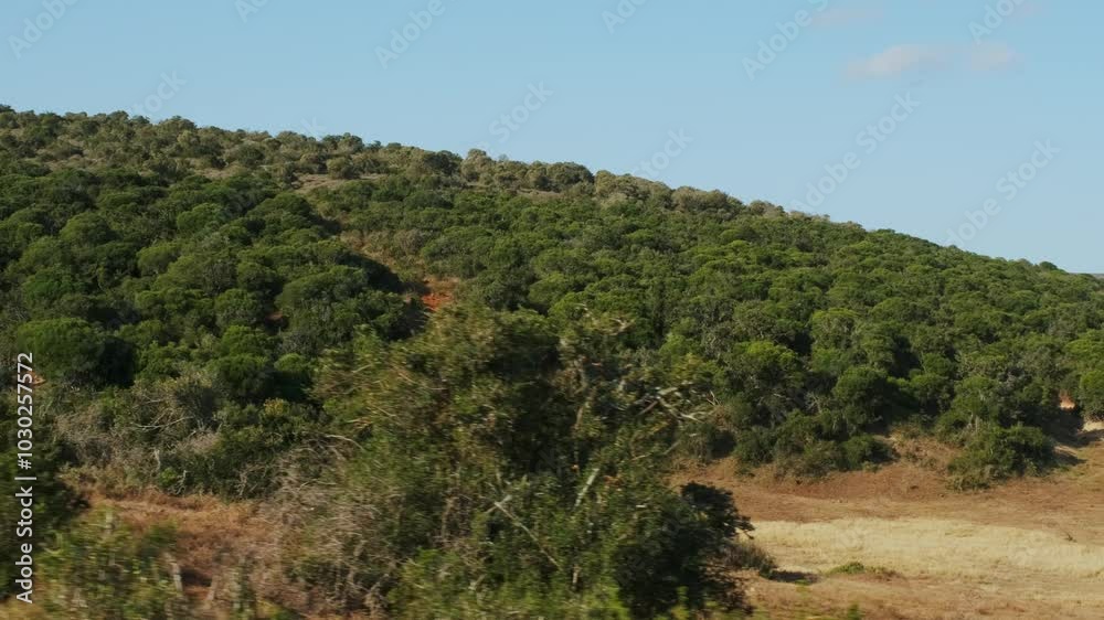 Green trees and shrubs with dry grass growing on a hill in a national park. Wildlife, safari in South Africa on a clear sunny evening Green trees and shrubs with dry grass growing on a hill in a national park. Wildlife, safari in South Africa on a clear sunny evening