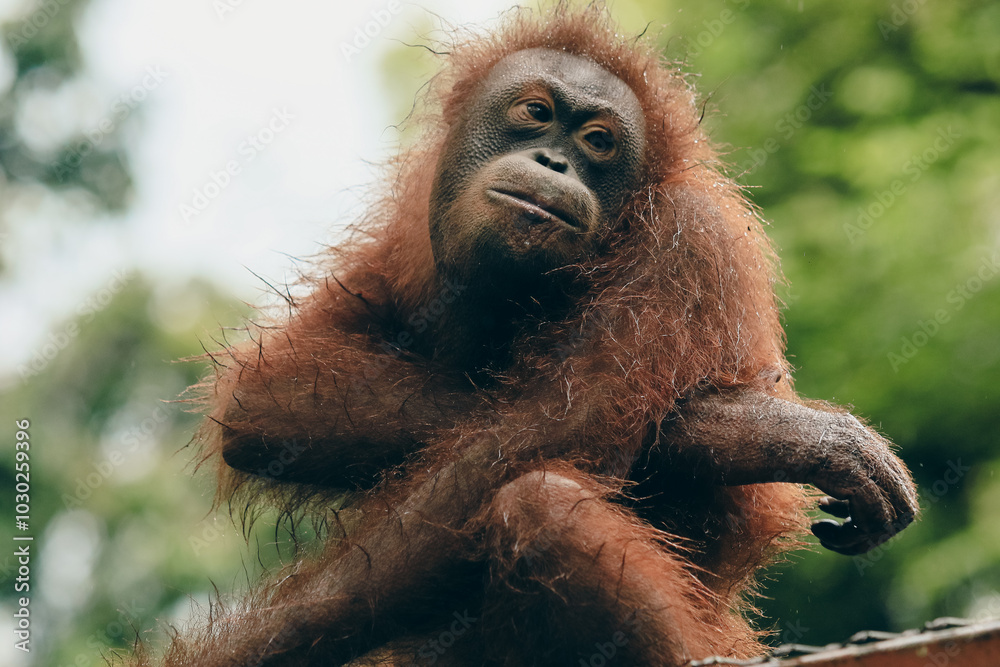 Fototapeta premium Orangutan at play in the Kota Kinabalu Zoo during a sunny afternoon