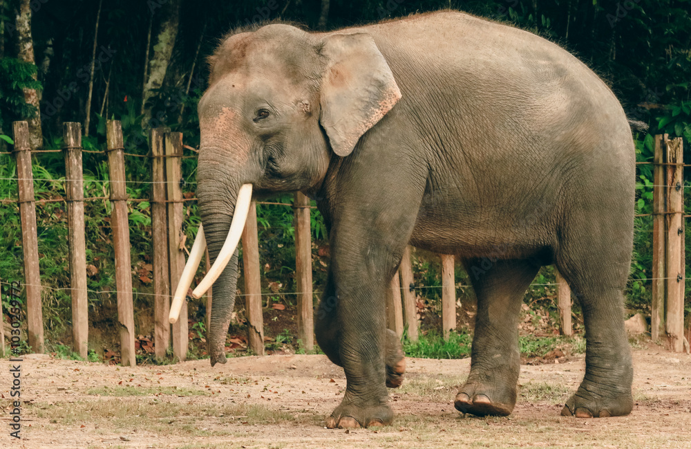 Fototapeta premium An Asian elephant standing in its enclosure at the Kota Kinabalu Zoo during a sunny afternoon