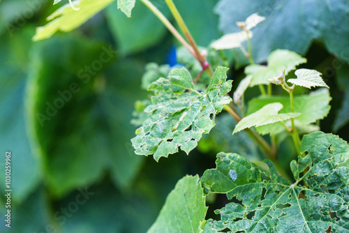 Leaves of a grape plant in a hole, pests and parasites of fruit plants. Grape budworm and moth, close-up. Industry photo