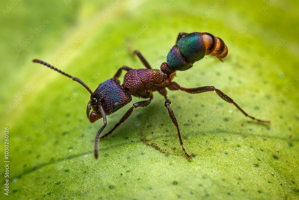 Colourful ant Colourful ant