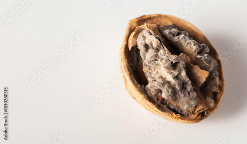 Rotten and moldy walnut on a white background. Brain disease concept, meningitis and and Alzheimer's disease, close-up. Copy space for text photo