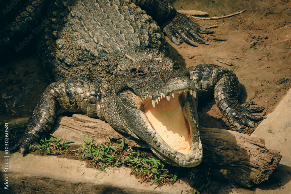 Fototapeta premium Giant crocodile basking under the sun at the Kota Kinabalu Zoo during afternoon hours