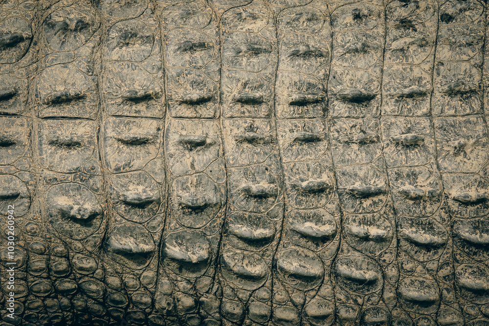Close-up of a crocodile's textured skin at the Kota Kinabalu Zoo during a daytime visit Close-up of a crocodile's textured skin at the Kota Kinabalu Zoo during a daytime visit