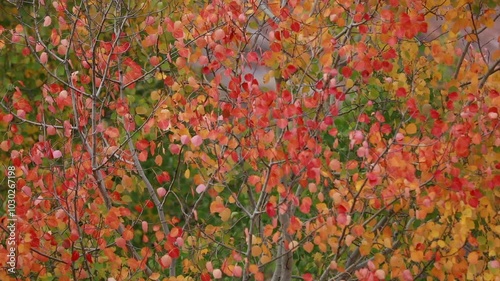 Color beauty of the autumn season