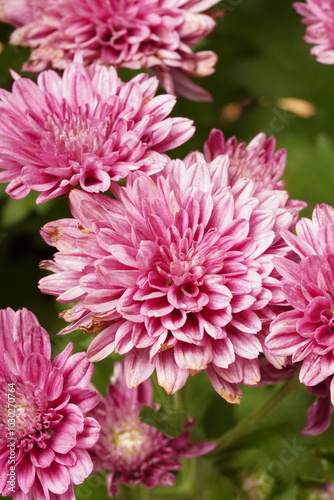 Blooming chrysanthemum plant with numerous reddish-purple flowers. Photographed against a black background. Commonly known as chrysanthemum, scientific name: Chrysanthemum morifolium.