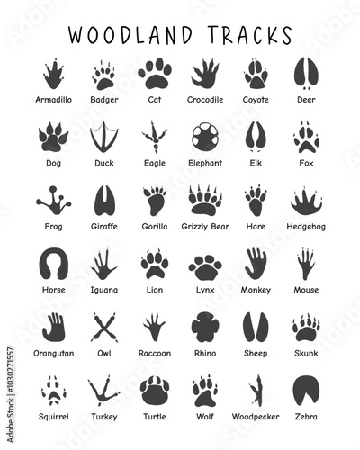 Woodland Animals Tracks Field Guide Poster, Educational Poster, Preschool Classroom Decor, Montessori Poster, Kids Playroom Decor