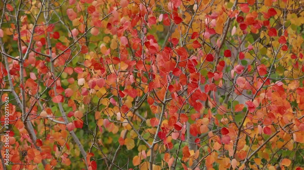 Color beauty of the autumn season Color beauty of the autumn season
